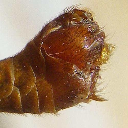 Réf. 184 712 : Tipula lunata